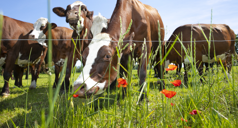 agricoltura allevamento industria alimentare attuatori